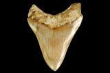 Bargain, Fossil Megalodon Tooth - Indonesia #161696-1